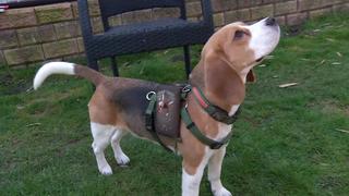 Die Beagle-Hündin absolvierte gerade ihre Spurlautprüfung, als sie entführt wurde.