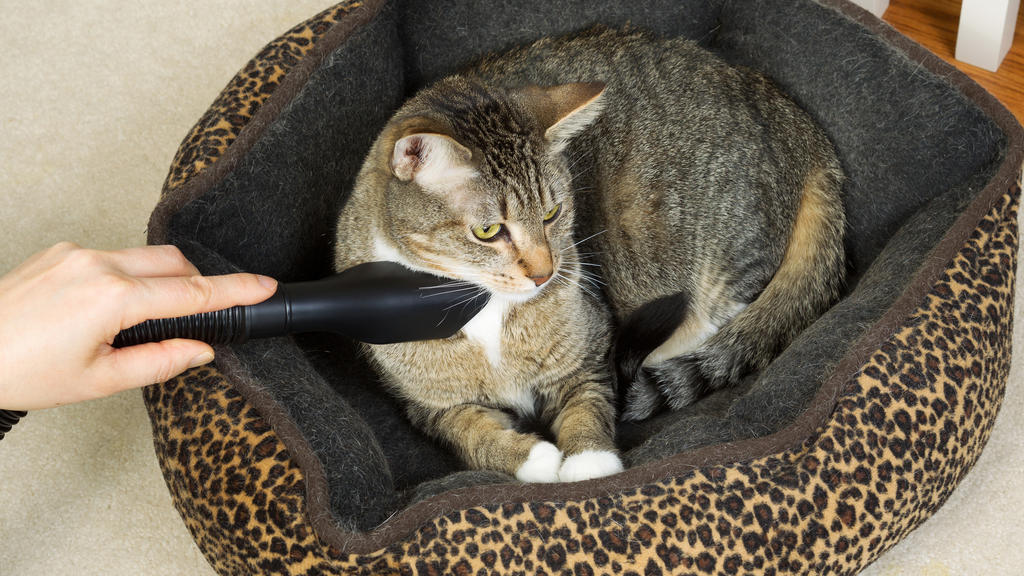"Grooming"-Bürsten pflegen das Fell ihres Lieblings.