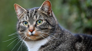 ARCHIV - 07.01.2018, Brandenburg, Taubendorf: Eine Hauskatze steht in Taubendorf. In Deutschland sind bei einer Katze und einem Hund Infektionen mit dem Coronavirus nachgewiesen worden. (zu dpa «Corona-Infektion bei Hund und Katze in Deutschland nachgewiesen») Foto: Patrick Pleul/dpa-Zentralbild/dpa +++ dpa-Bildfunk +++