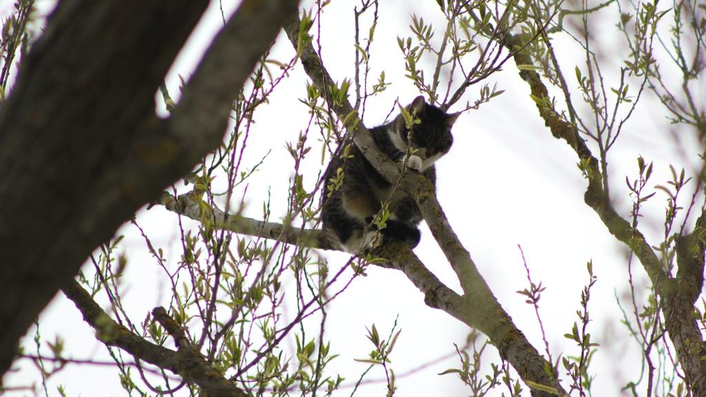 Katze im Baum