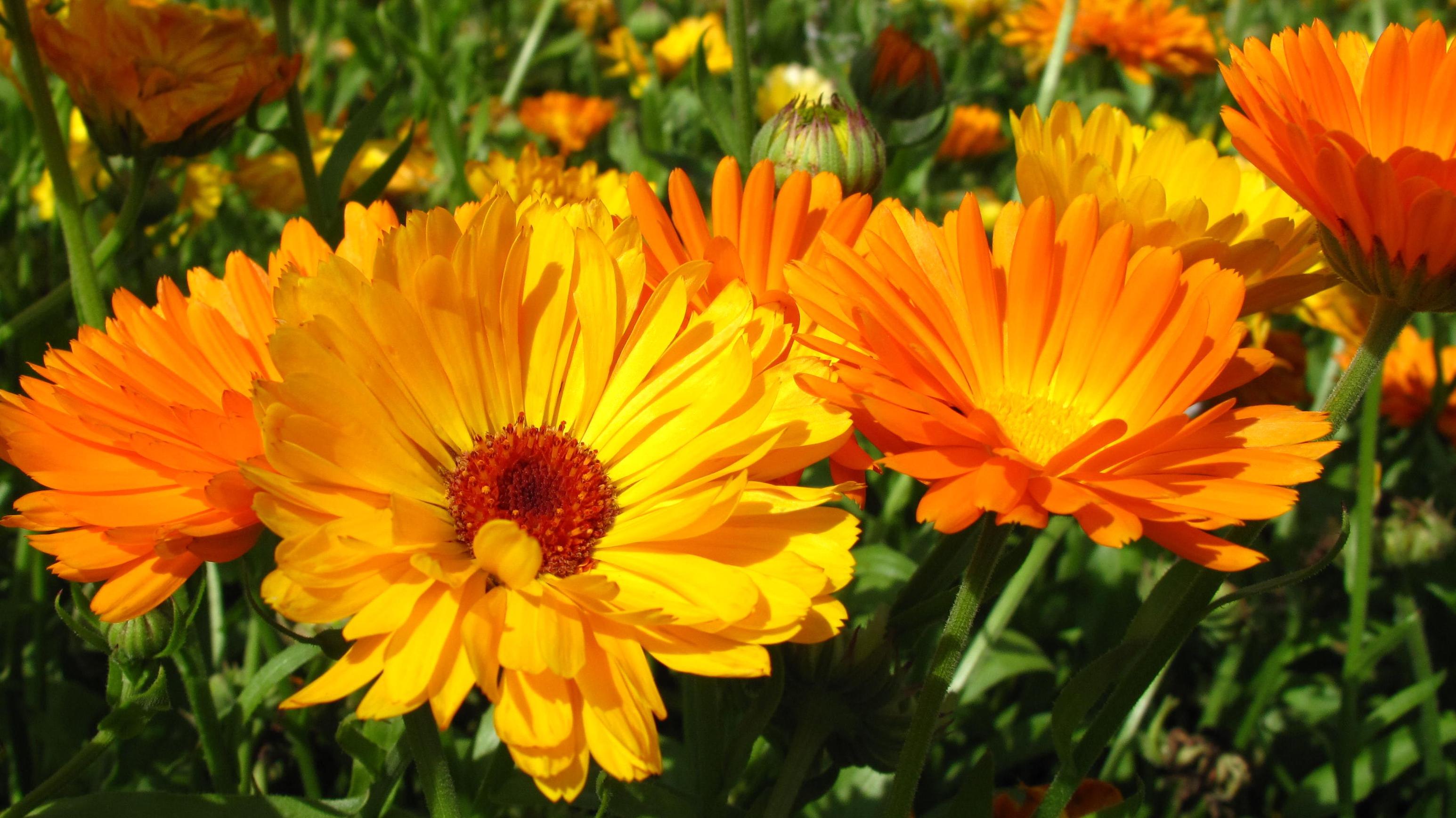 Field with calendula officinalis blossoms