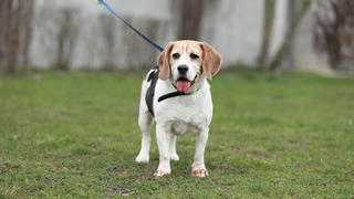 Beagle Marley sucht ein neues Zuahause