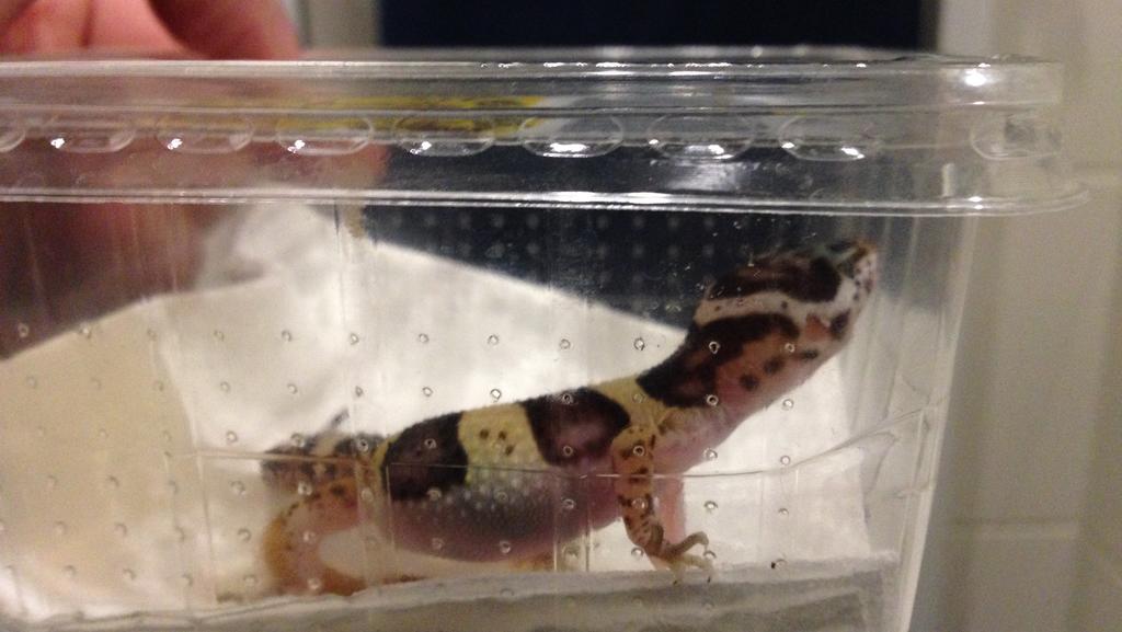 Leopardengecko in Plastik-Box