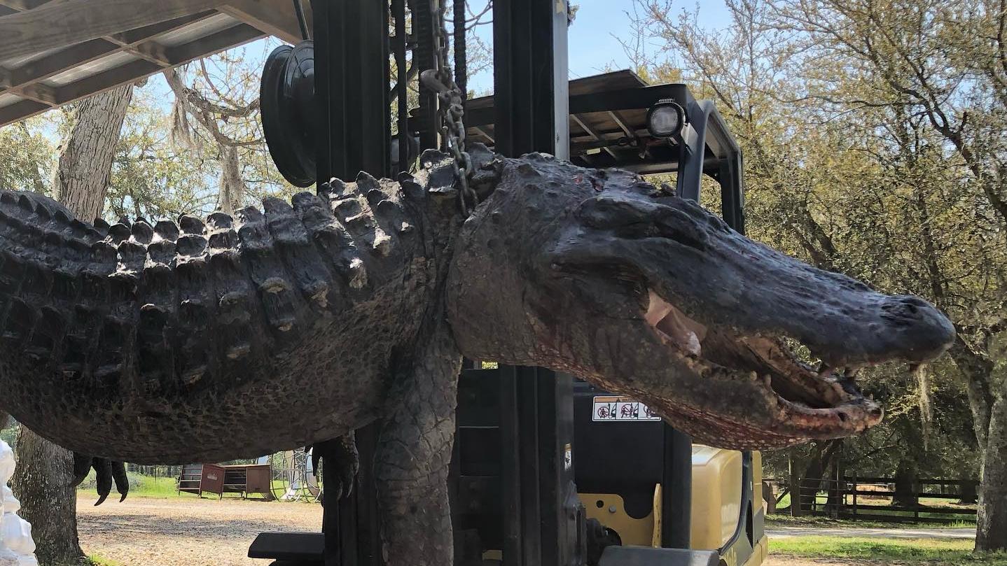 South Carolina Alligator Jager Erlegt Tier Mit 5 Hundemarken Im Magen