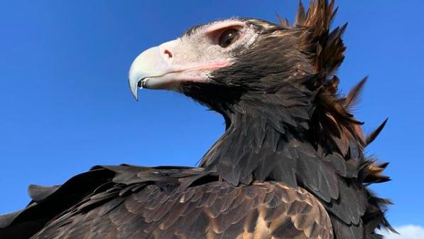Seit der Covid-19 Pandemie wurde die Vogelschau im Park gestrichen - jetzt zeigt er sich auf Instagram