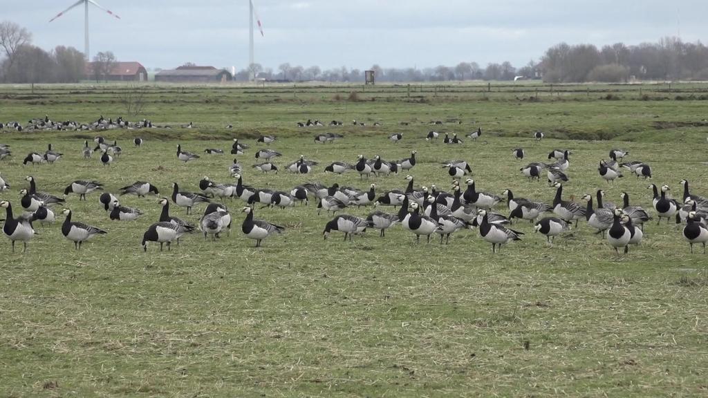Grasende Wildgänse im Rheiderland/Niedersachsen