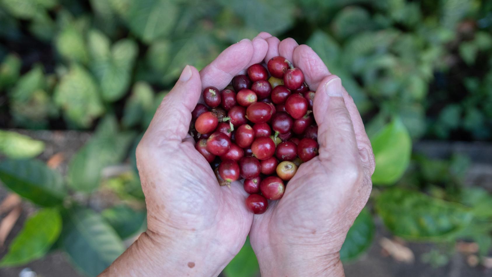Klimawandel wirkt sich auf den Kaffeeanbau in Äthiopien aus.