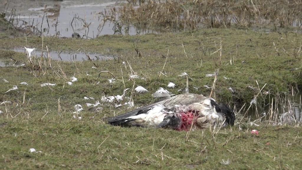Vogelkadaver nach Infektion mit H5-Virus