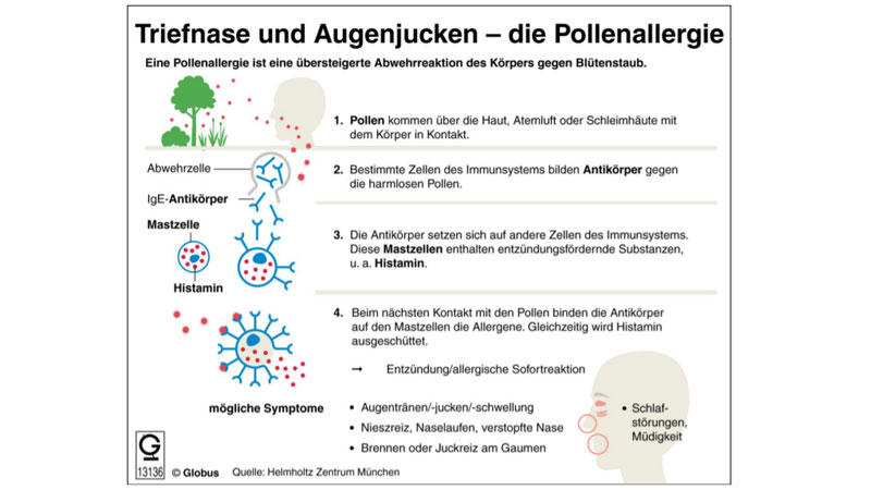 Frühjahr und Sommer sind beliebt dafür. Dann heißt es: Augen tränen, es wird geniest und der Kopf schmerzt. Allergiker kennen diese Symptome nur zu gut.