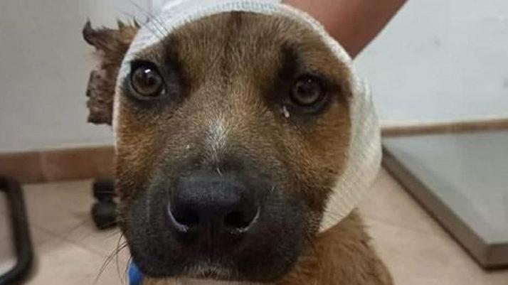 Grausame Kinder schnitten diesem süßen Hund die Ohren ab.