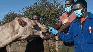 Sospeter Wambugu (R), a veterinary technologist, administers a nasal swab on a female camel as she is held down by resident livestock handlers, at the International Livestock Research Institute (ILRI) ranch, where the camels are regularly tested for the Middle East Respiratory Syndrome (MERS) virus as scientists monitor  for indications of possible transition of the microbes from animal to humans, at the Kapiti plains ranch, located in Machakos County, on March 24, 2021. - ILRI began researching camels in Kenya in 2013, a year after the appearance of MERS in Saudi Arabia, a coronavirus which kills an estimated 35 percent of those it infects, with some 850 deaths recorded, according to the World Health Organisation.MERS is a zoonotic virus, believed to have transmitted from bats to camels, which causes similar symptoms to Covid-19 in humans: fever, coughing and respiratory difficulties. (Photo by TONY KARUMBA / AFP) (Photo by TONY KARUMBA/AFP via Getty Images)