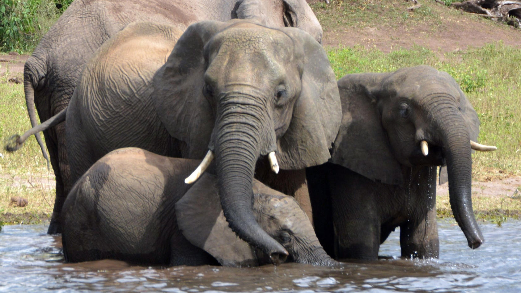 ARCHIV - 03.03.2013, Botsuana, Chobe-Nationalpark: Elefanten trinken Wasser im Chobe-Nationalpark. (zu dpa "Botsuana erteilte hunderte Lizenzen für Elefanten-Jagd") Foto: Charmaine Noronha/AP/dpa +++ dpa-Bildfunk +++