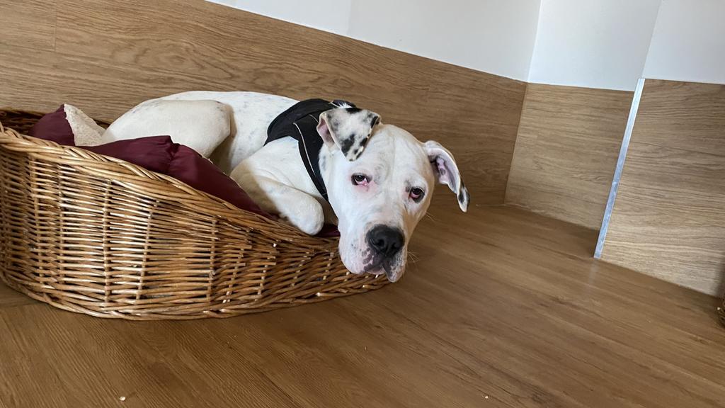 Jimmy lebt mittlerweile bei einer neuen Familie.
