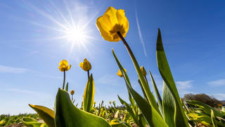  Sonniges Frühlingswetter in Hessen 23.04.2021, Oberursel Hessen: Die Sonne scheint über blühenden Tulpen auf einer Wiese am Stadtrand. Für das kommende Wochenende wird zumeist sonniges und mildes Frühlingswetter vorhergesagt., Oberursel Deutschland *** Sunny spring weather in Hesse 23 04 2021, Oberursel Hesse The sun shines over blooming tulips on a meadow on the outskirts of town Mostly sunny and mild spring weather is forecast for the coming weekend , Oberursel Germany