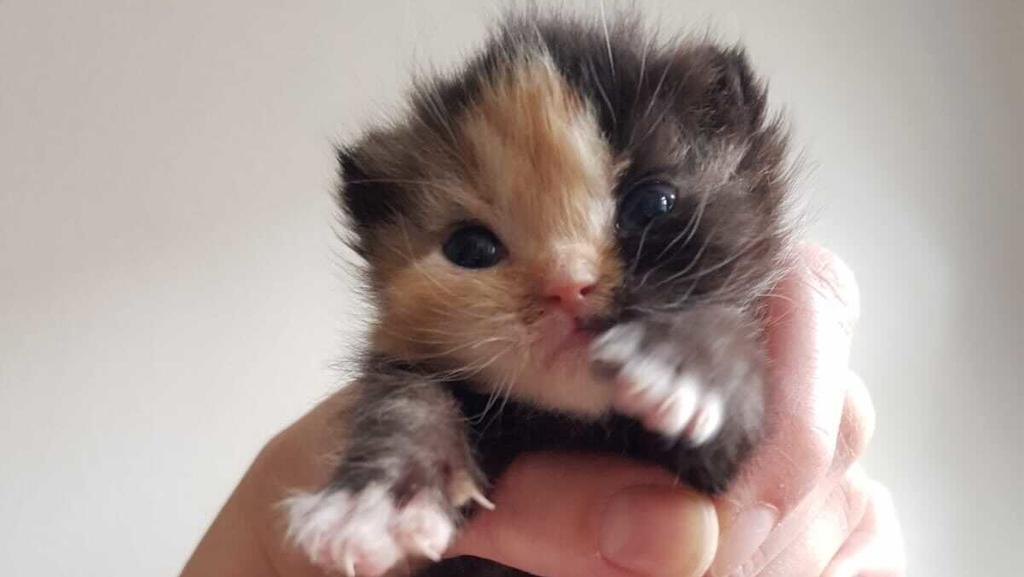 Katze Mini-Furby Leipzig Gaumenspalte