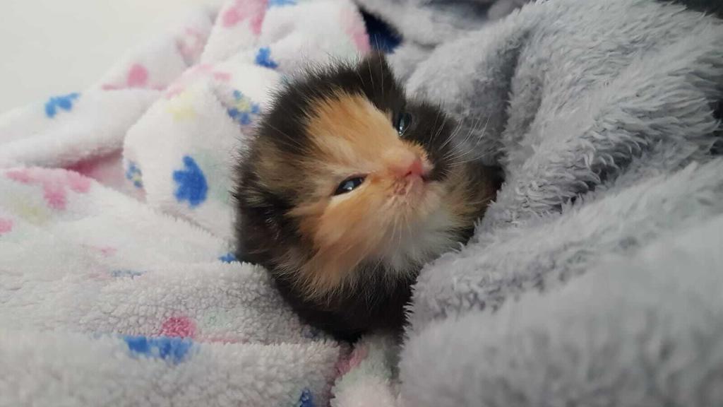 Mini-Furby Katze Leipzig