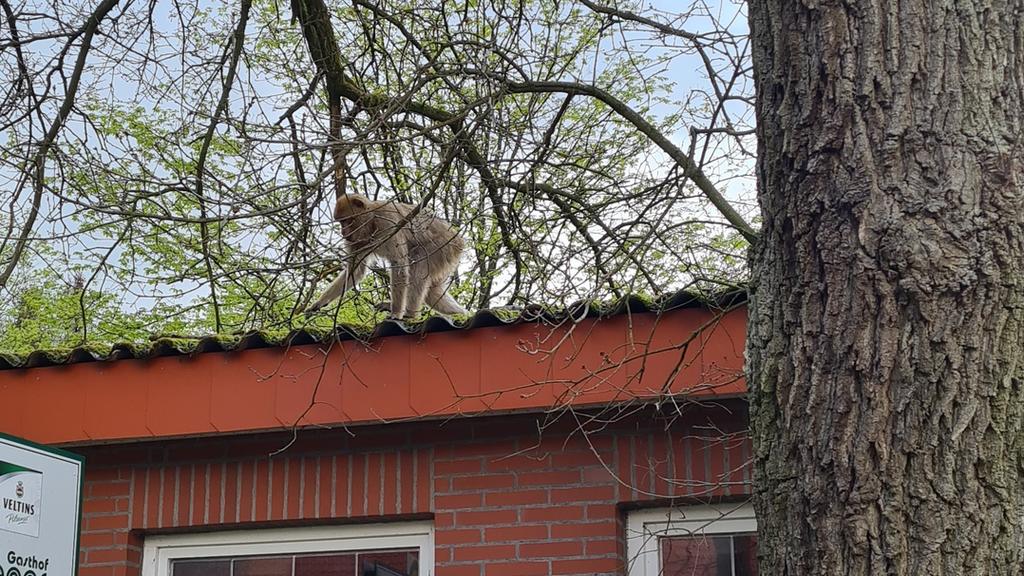 Entlaufene Affen in Friesoythe.