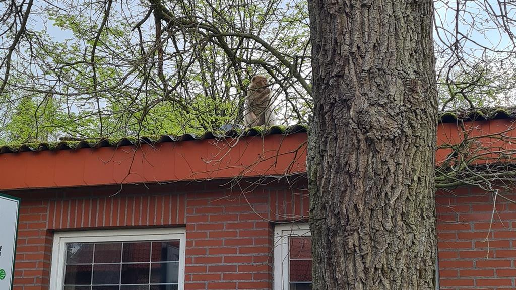 Entlaufene Affen in Friesoythe.