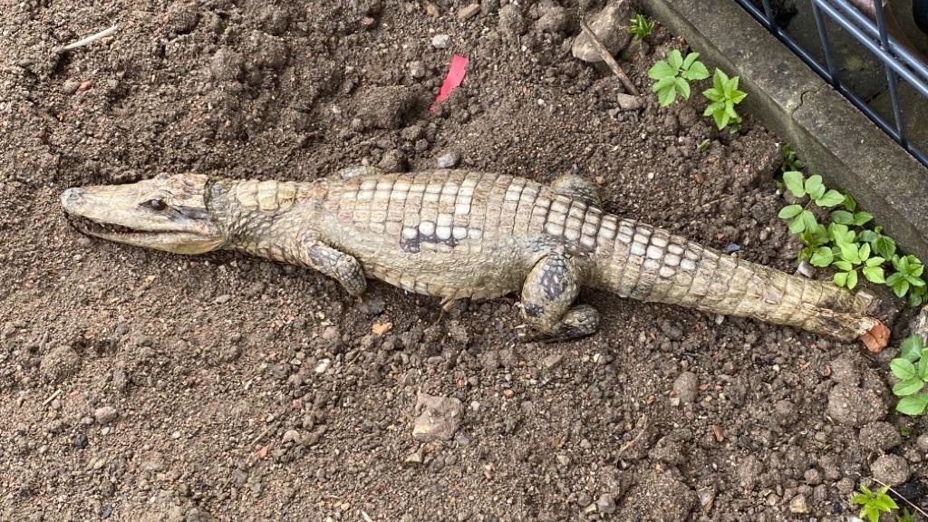 In Villingen-Schwenningen haben Passanten am Sonntag ein totes Krokodil gefunden.