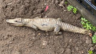 Totes Krokodil liegt auf einer Baustelle