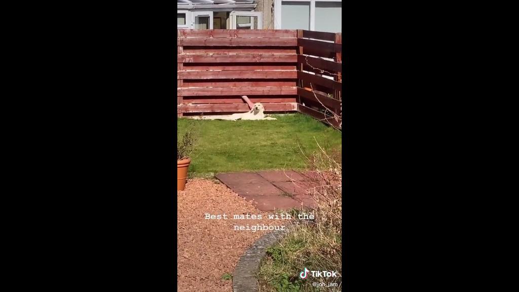 Der Hund von Jo-Hannah Jamieson holt sich am Gartenzaun Streicheleinheiten vom Nachbarn ab.