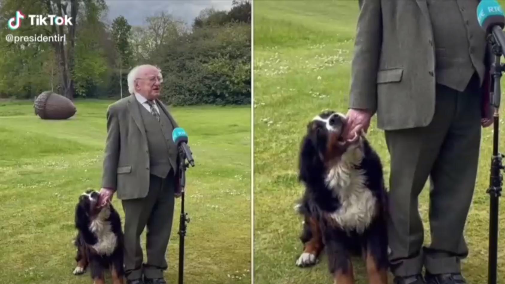 Hund des irischen Präsidenten bettelt um Aufmerksamkeit