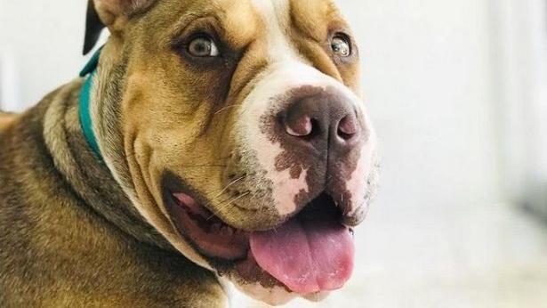 Ula heißt jetzt Scrappy Doo - das Tier überlebte die vegane Ernährung.