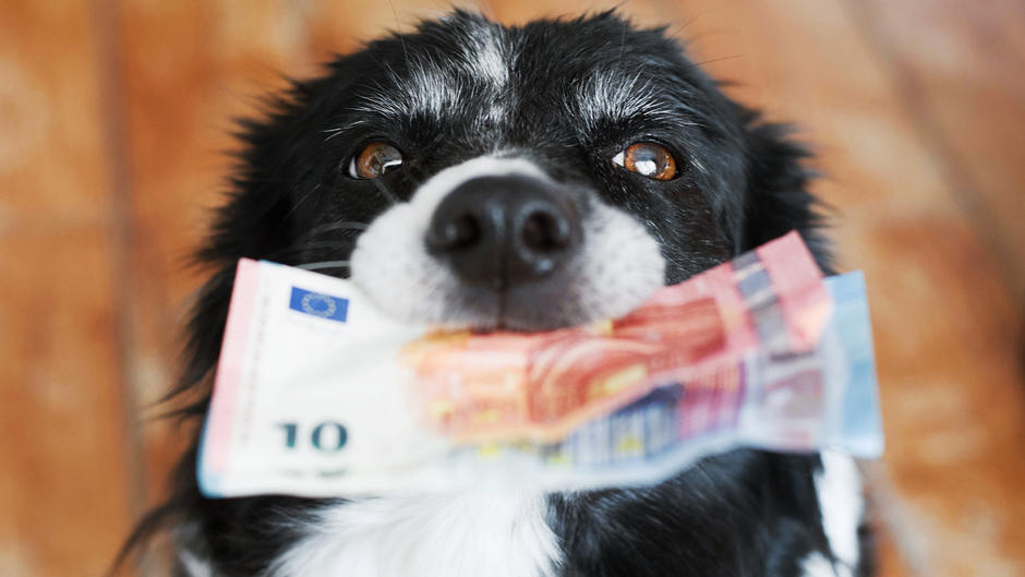 Illegaler Welpenhandel treibt Preise hoch So viel kostet ein Hund