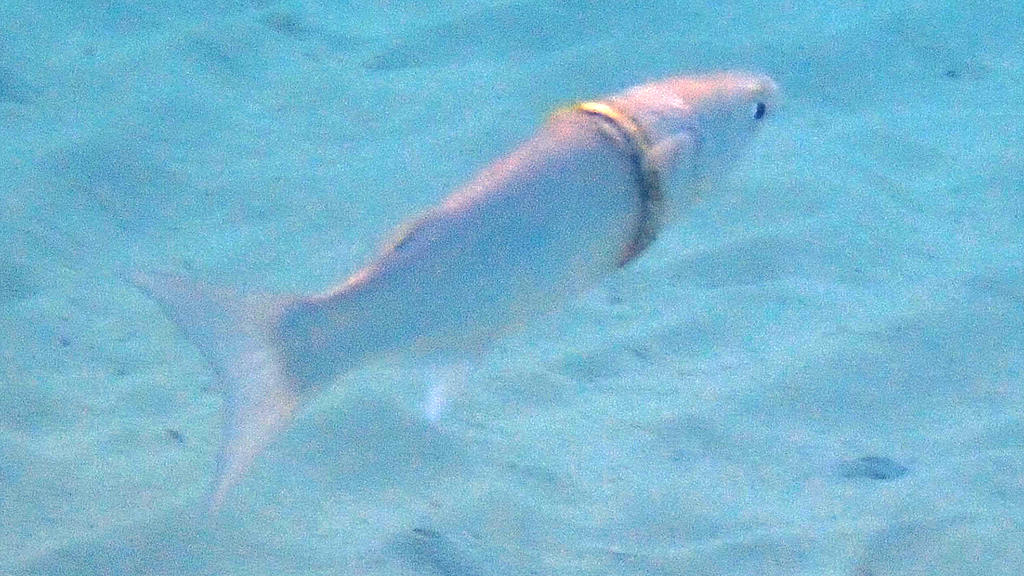 Fisch mit Ehering