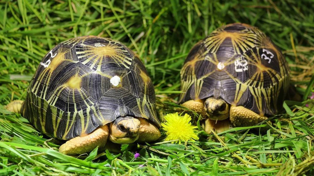 HANDOUT - 12.05.2021, Berlin: Strahlenschildkröten, die im Gepäck eines Schmugglers konfisziert wurden, haben im Tierpark Berlin ein neues Zuhause gefunden. Der Berliner Tierpark nimmt 57 Exemplare zweier vom Aussterben bedrohter Schildkrötenarten au
