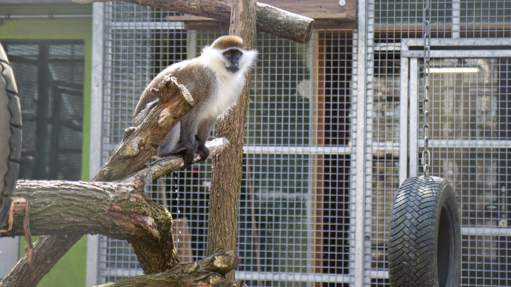Glückliche Affen in der Wildtierstation von "Aktion Tier"
