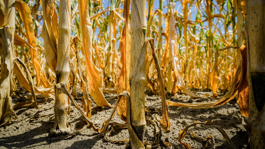 Klimawandel - vertrocknete Maisstengel im Maisfeld. Agrarfoto von einem stark unter Wassermangel leidenden Maisbestand, stark verwelktes Blattwerk läßt die Sonne bis auf die Wurzeln scheinen. Landkreis Osnabrück Niedersachsen Deutschland *** Climate