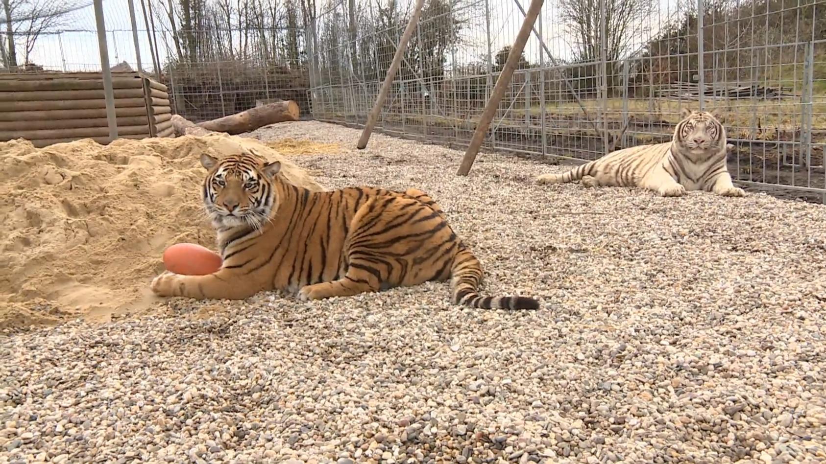 TIGER wie aus 60161  Raubkatze Dschungel NEU  passgenau 
