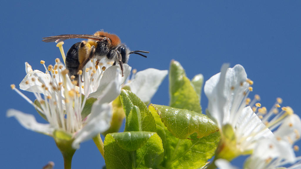 26.04.2021, Rheinland-Pfalz, Mainz: Eine Biene sitzt auf der Blüte eines Obstbaumes. Kalte Nachttemperaturen machen den Obstbäumen in Rheinland-Pfalz regional zu schaffen - jedoch reichen je nach Obstsorte zehn bis 30 Prozent der Blüten für eine norm