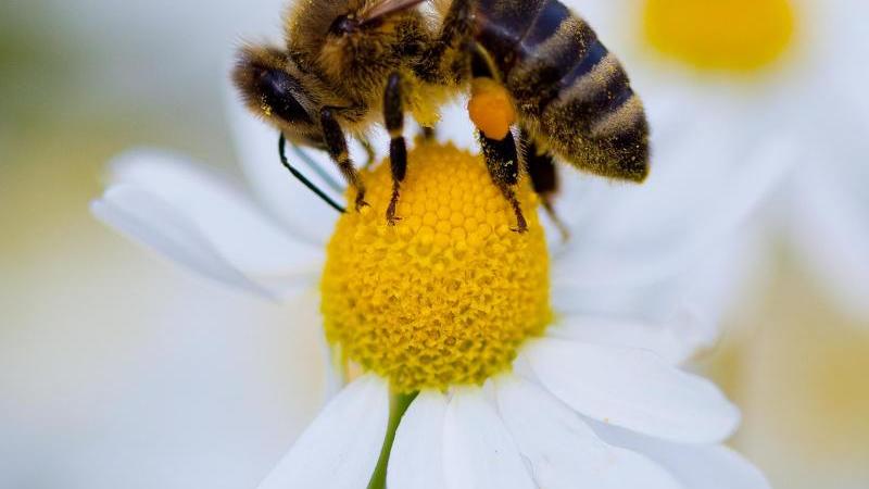Anflug auf einen Pollen-Lieferanten: Manche Bienenarten sind Generalisten, andere stark spezialisiert. Foto: Patrick Pleul/dpa-Zentralbild/dpa-tmn