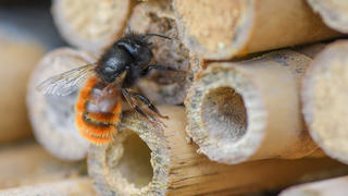 PRODUKTION - 11.05.2021, Brandenburg, Frankfurt (Oder): Eine Gehörnte Mauerbiene (Osmia cornuta) an einem speziellen Insektenhotel in einer Obstplantage. Bei Bienen denkt fast jeder erstmal an die Honigbiene. Doch gerade die weniger bekannten Wildbienen sind gefährdet. Foto: Patrick Pleul/dpa-Zentralbild/ZB +++ dpa-Bildfunk +++