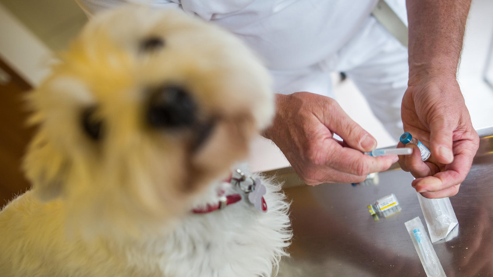 Tierarzt zieht eine Impfung auf.