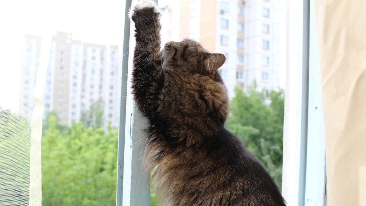 Katze Allein Zu Haus Dann Bloss Keine Fenster Kippen