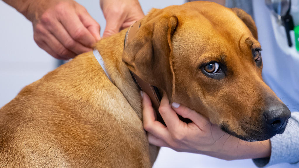 Rhodesian Ridgeback