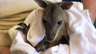 Zoopark-Erfurt Kängurubaby