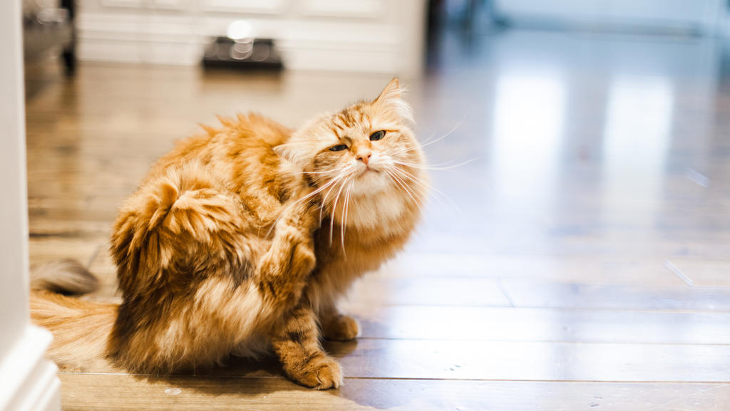 Eine orangene, sibirische Katze sitzt auf dem Boden einer Wohnung bzw. eines Hauses und kratzt sich.