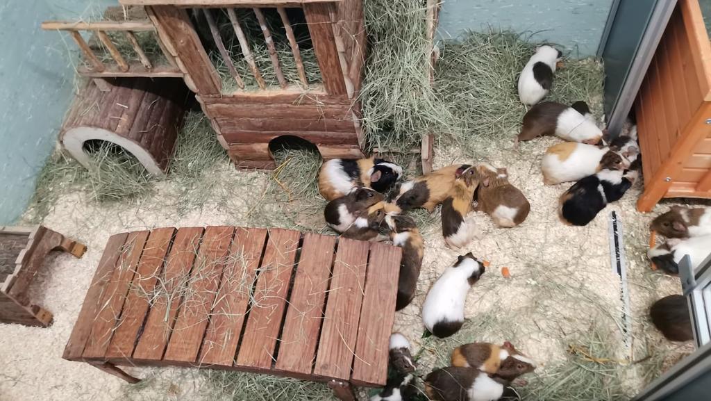Die geretteten Meerschweinchen sind endlich frei! Und ihnen scheint es schon viel besser zu gehen.