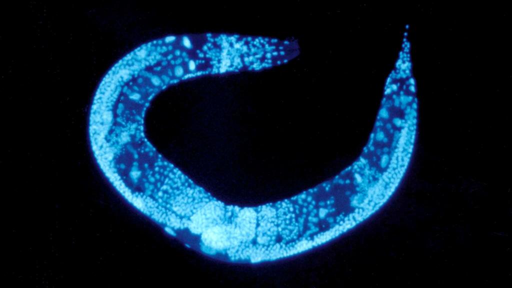 Der Fadenwurm "Caenorhabditis elegans" ist im Weltall auch von Muskelschwund betroffen.