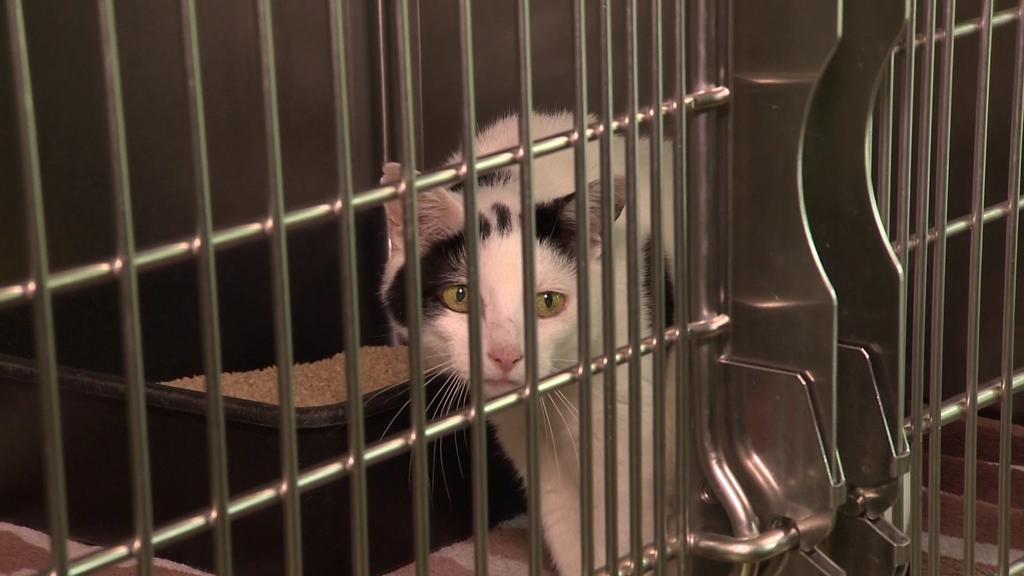 Diese Katze aus dem Tierheim Wannigsmühle in Bayern überlebte den Brand.