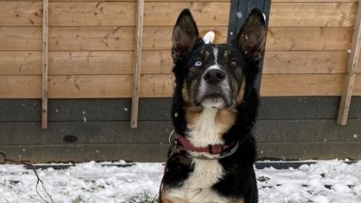 Husky-Mix Coffee ist einer der Hunde in der RTL-Dokuserie „Die Unvermittelbaren – mit Martin Rütter“.