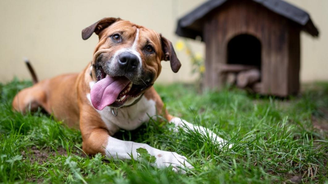 Staff-Mix Chicco ist einer der Hunde in der neuen RTL-Dokuserie „Die Unvermittelbaren – mit Martin Rütter“.