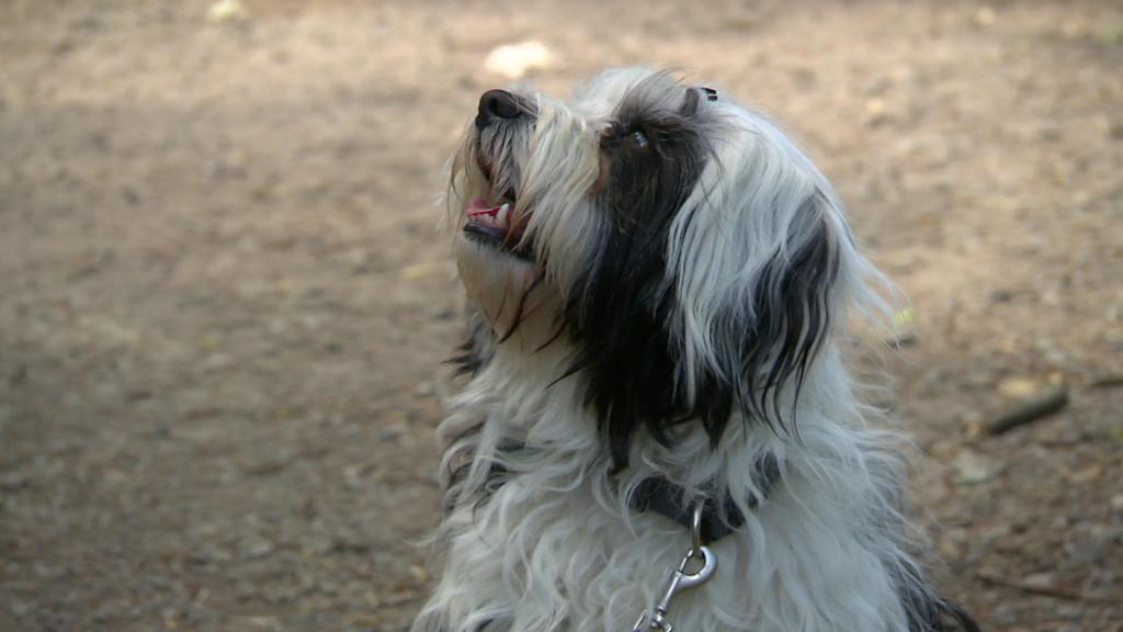 Hund Momo