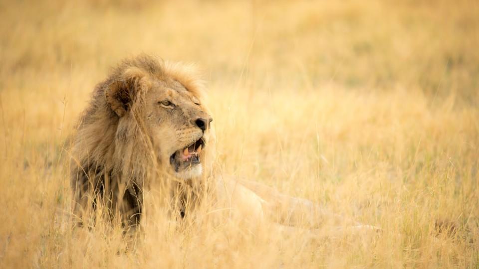 Kenia Trauert Der Bekannteste Lowe Der Welt Ist Gestorben