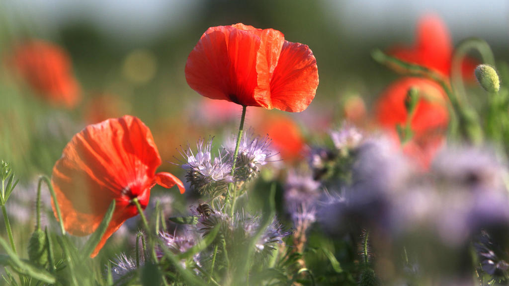 Wildblumenwiese in Hofheim