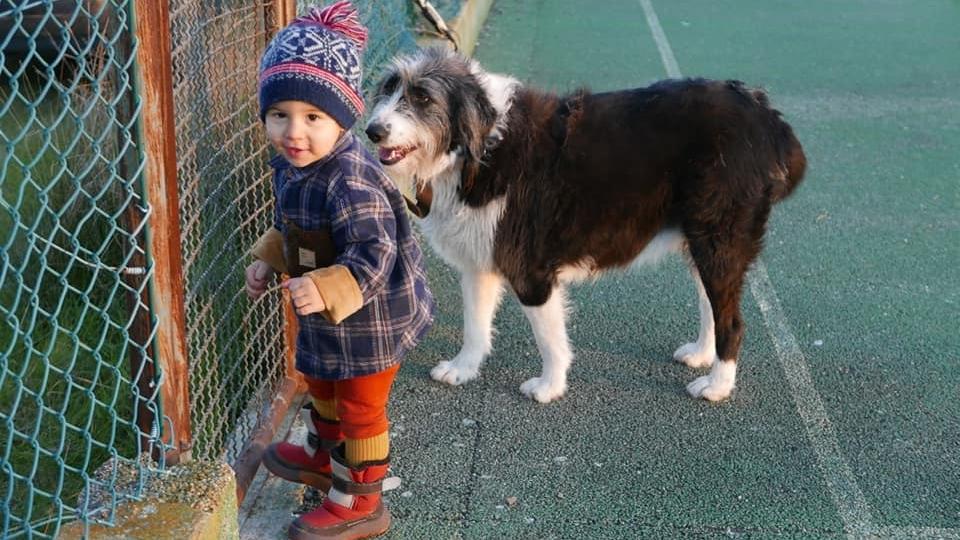 Portugal - Proença-a-Velha: Noah (2) nach Spaziergang mit Hund im Wald verschwunden